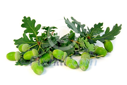 Acorns and oak branches on white background