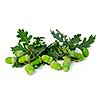 Acorns and oak branches on white background