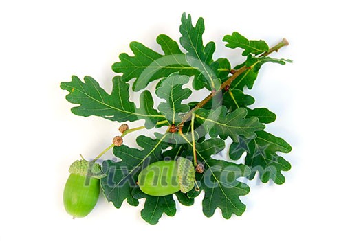 Oak branch with acorns on white background