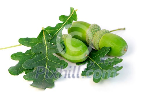 Acorns with green oak leaves close up Acorns with green oak leaves close up
