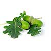 Acorns with green oak leaves close up