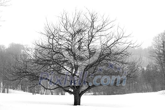 Apple tree in winter, black and white