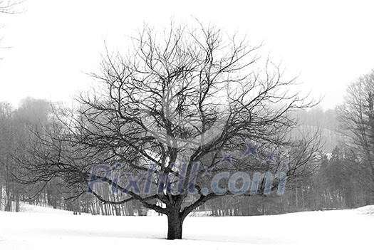 Apple tree in winter, black and white Apple tree in winter, black and white
