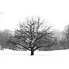 Apple tree in winter, black and white