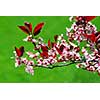 Blooming cherry branch, green grass background