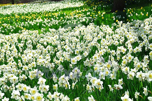 Blooming field of daffodils