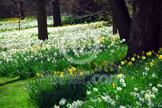 Field of blooming daffodils