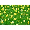 Background of white and yellow daffodils blooming in green grass