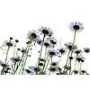 Row of wild daisies isolated on white background