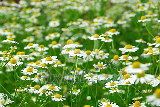 Wild daisies chamomile growing in a green meadow