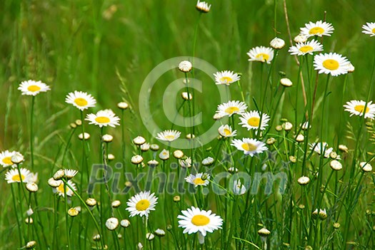 Wild daisies growing in a green field Wild daisies growing in a green field