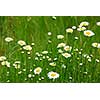 Wild daisies growing in a green field