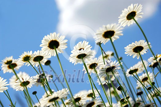 Summer daisies on blue sky background