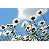 Summer daisies on blue sky background