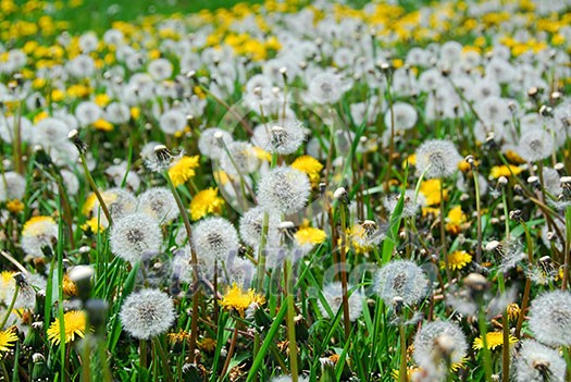 A field of blooming and seeding dandelions A field of blooming and seeding dandelions