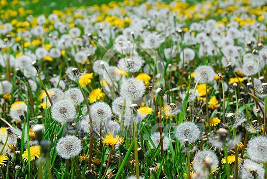 A field of blooming and seeding dandelions