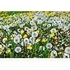 A field of blooming and seeding dandelions