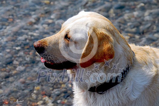 Portrait of a yellow lab Portrait of a yellow lab