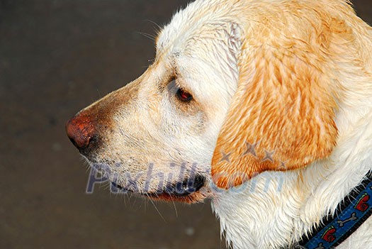 Portrait of an adorable yellow lab, profile Portrait of an adorable yellow lab, profile