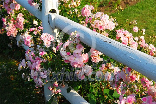 Pink roses at the white painted country house fence Pink roses at the white painted country house fence
