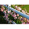 Pink roses at the white painted country house fence