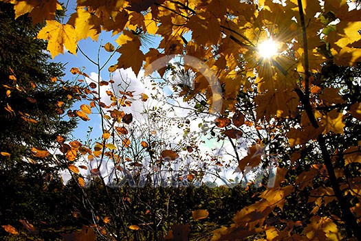 Sun shining through yellow fall maple tree branches