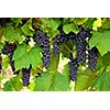 Bunches of red grapes growing on a vine
