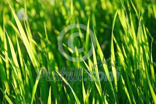 Green grass background Green grass background