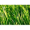 Green grass background