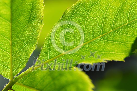 Extreme macro image of a green leaf Extreme macro image of a green leaf