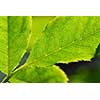 Extreme macro image of a green leaf