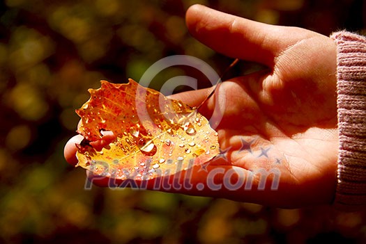 Child's hand holding fall aspen leaf with sparkling water drops Child's hand holding fall aspen leaf with sparkling water drops