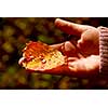 Child's hand holding fall aspen leaf with sparkling water drops