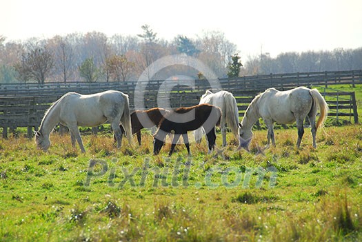 Horses on a ranch - white mares with brown colts