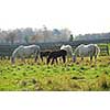 Horses on a ranch - white mares with brown colts