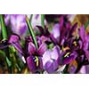 Spring irises, shallow dof