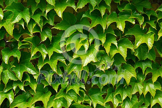 Background of green ivy covering a wall