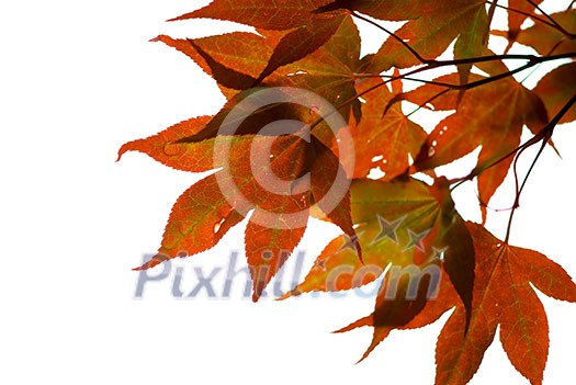 Japanese maple leaves on white background