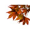 Japanese maple leaves on white background