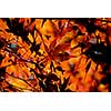 Backlit leaves of japanese maple in the fall