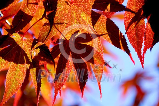 Backlit leaves of japanese maple in the fall