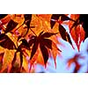 Backlit leaves of japanese maple in the fall