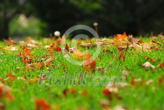 Natural background of fallen autumn maple leaves in grass