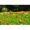 Natural background of fallen autumn maple leaves in grass