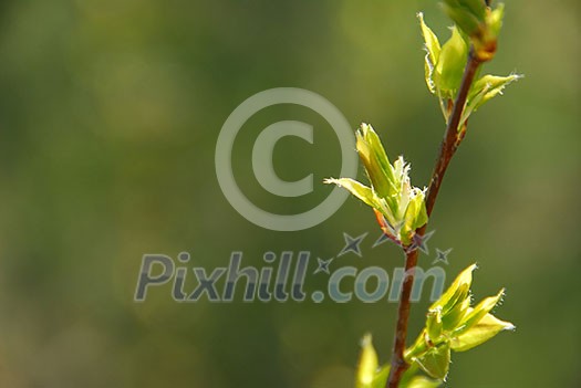 Glowing backlit young spring leaves on natural green background