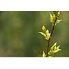 Glowing backlit young spring leaves on natural green background