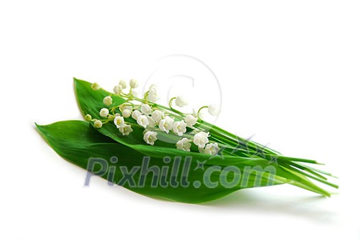 Lily-of-the-valley on white background