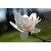 Backlit magnolia flower closeup