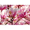 Background of blooming magnolia tree with big pink flowers