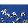 Blooming magnolia on blue sky background